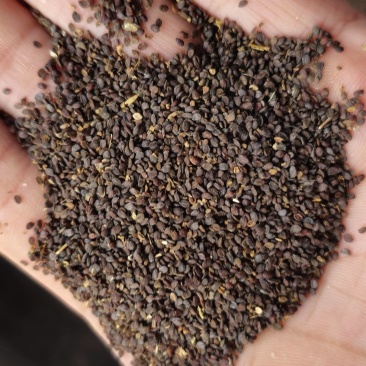 中药材藏药菥蓂子，败将草籽，析暝子，精品大货供应