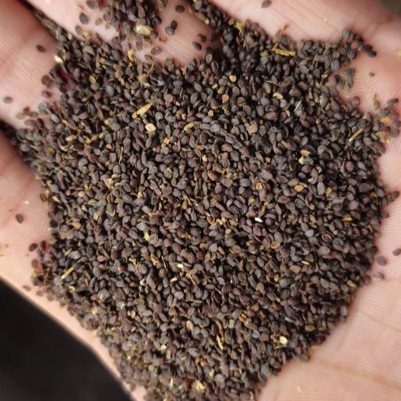 中药材藏药菥蓂子，败将草籽，析暝子，精品大货供应