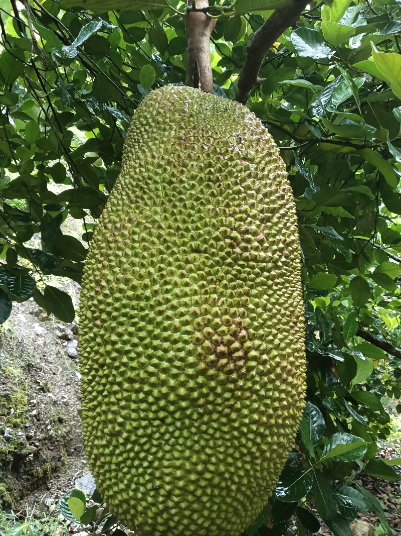 马来1号