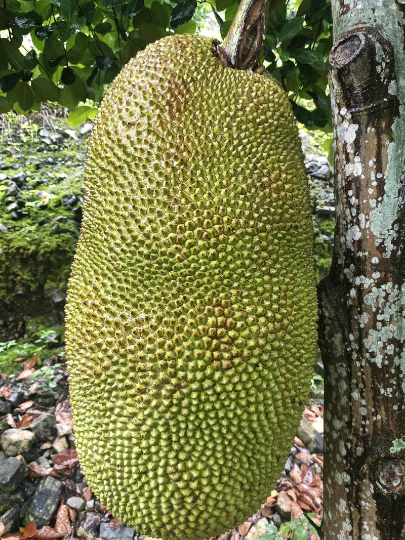 马来1号
