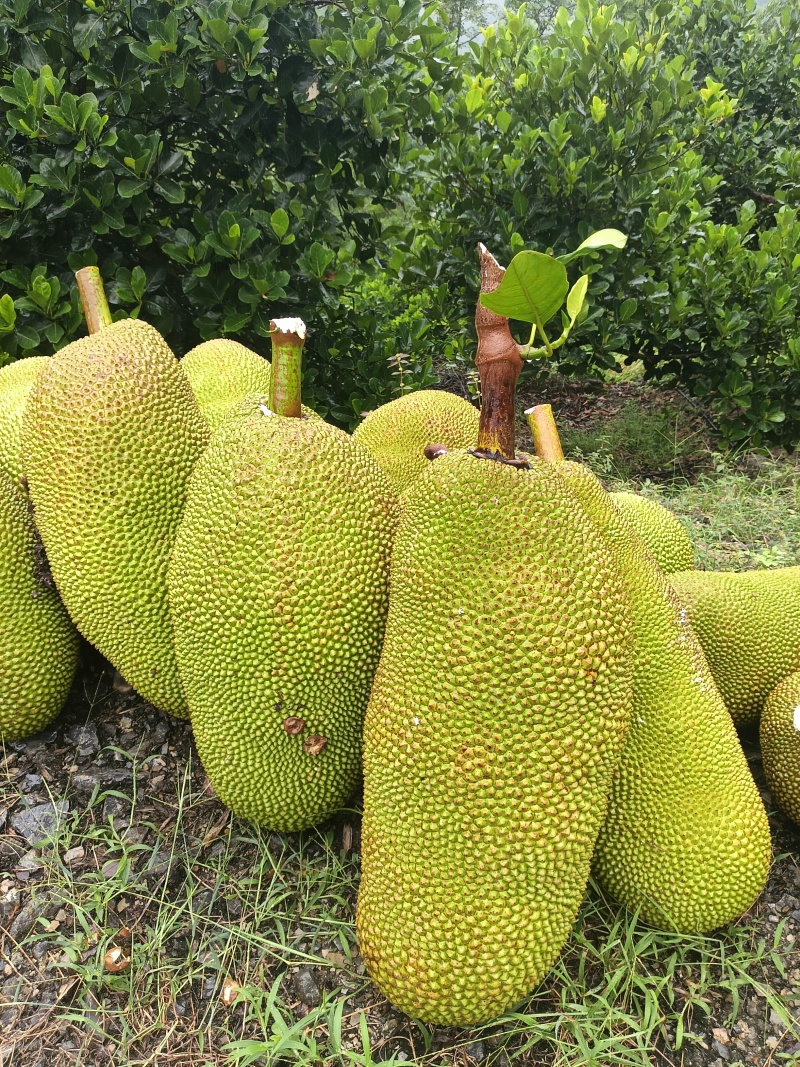 马来1号