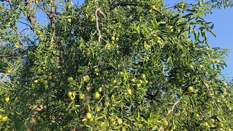 运城平陆墩墩枣大量开园口感脆甜香可口刚刚开园走货快欢迎订