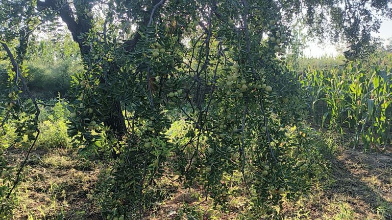 运城平陆墩墩枣大量开园口感脆甜香可口刚刚开园走货快欢迎订