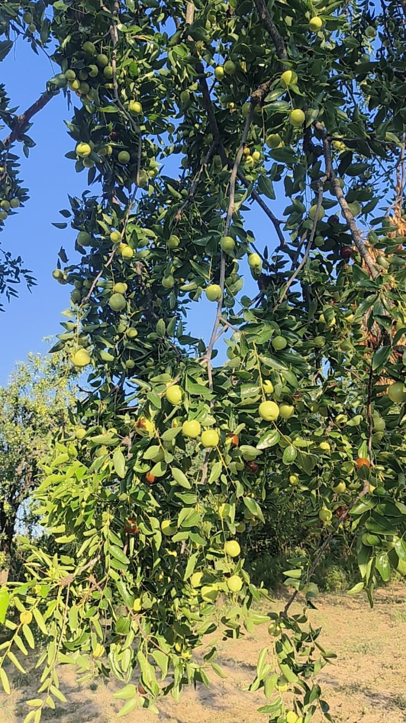 运城平陆墩墩枣大量开园口感脆甜香可口刚刚开园走货快欢迎订