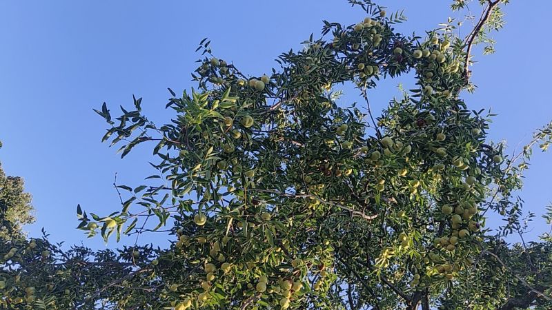 运城平陆墩墩枣大量开园口感脆甜香可口刚刚开园走货快欢迎订