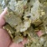 棉籽饼