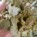 棉籽饼