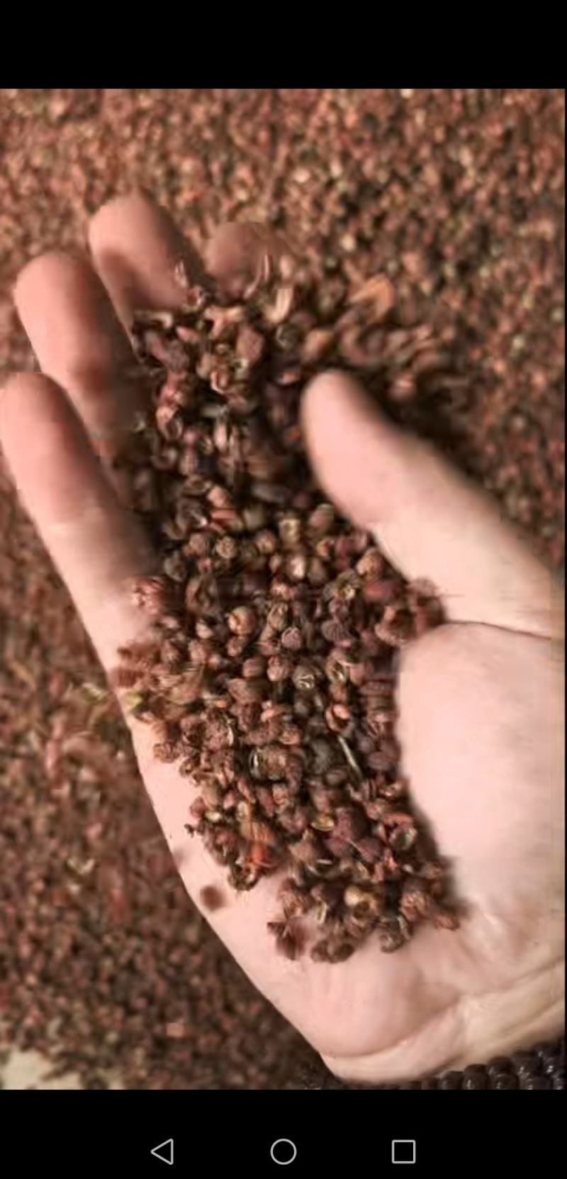 包邮红花椒，业内人士，批发商专用v