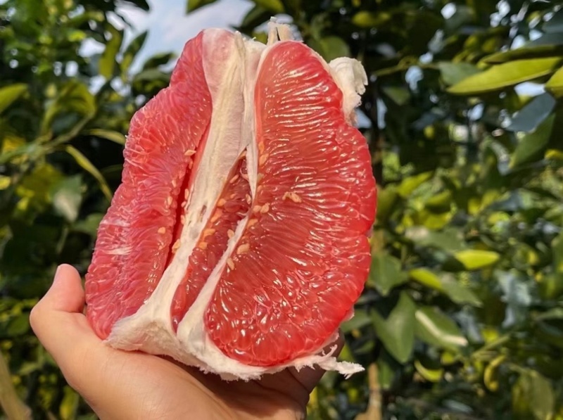 三红蜜柚