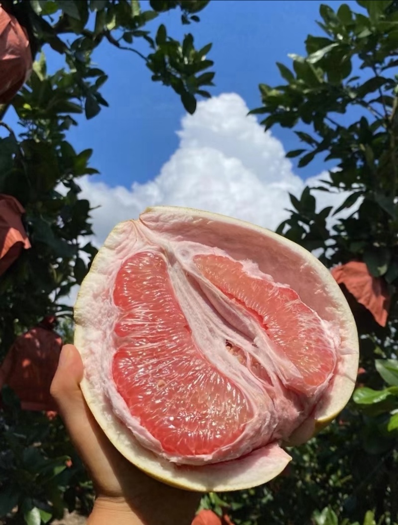 三红蜜柚