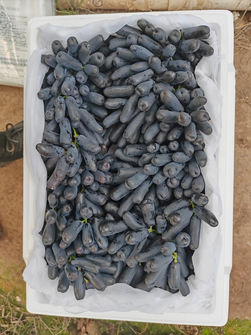 蓝宝石精品货&高次果，