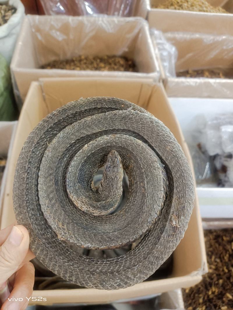 乌稍蛇实物拍摄有需要的放心下单