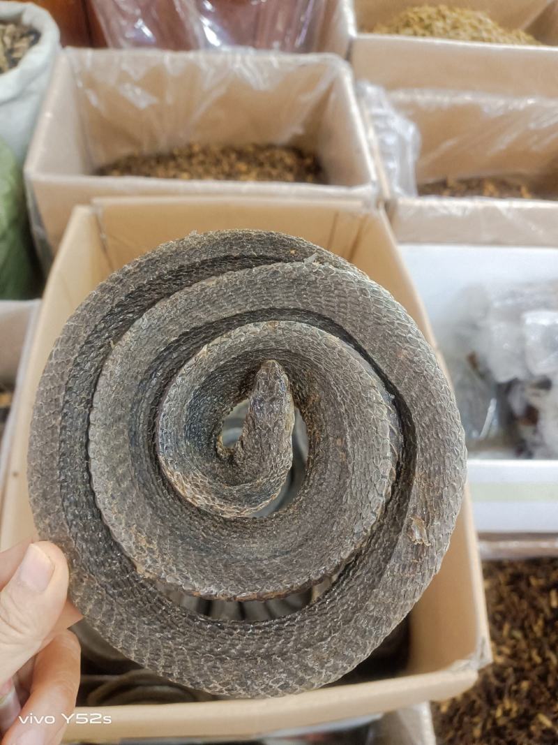 乌稍蛇实物拍摄有需要的放心下单