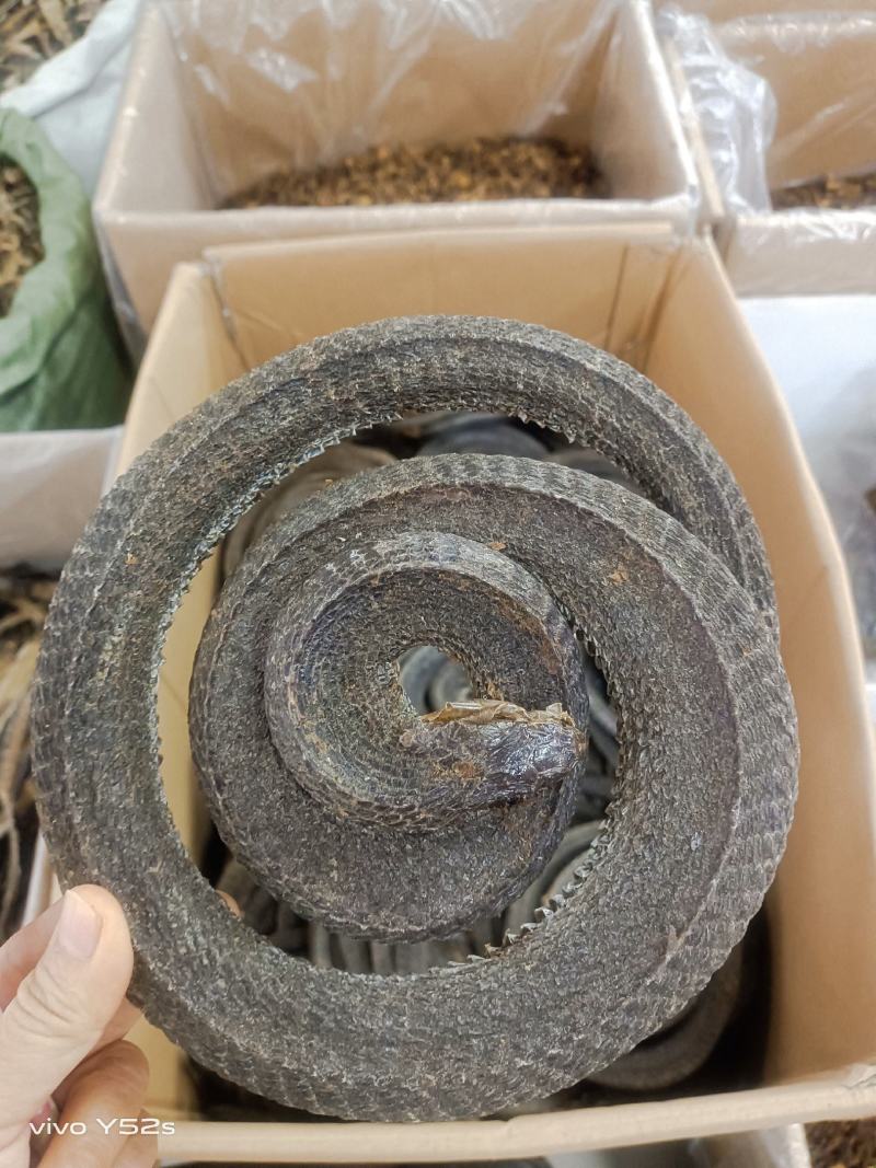 乌稍蛇实物拍摄有需要的放心下单
