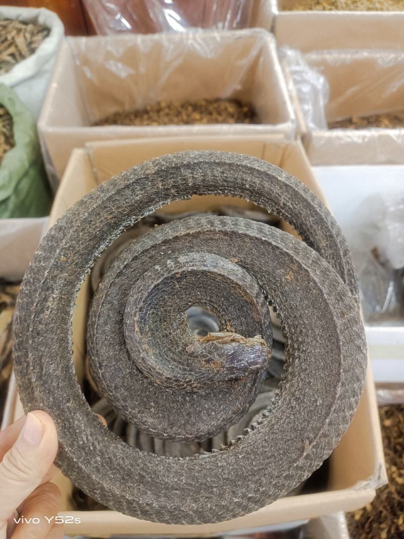 乌稍蛇实物拍摄有需要的放心下单