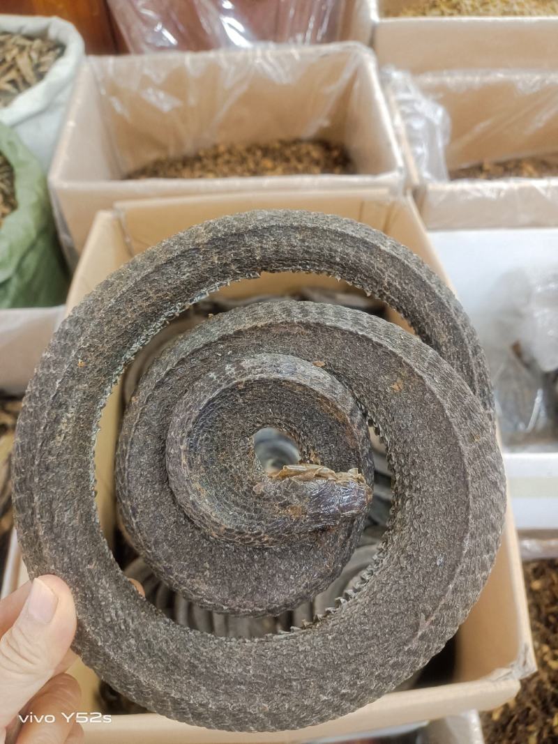 乌稍蛇实物拍摄有需要的放心下单
