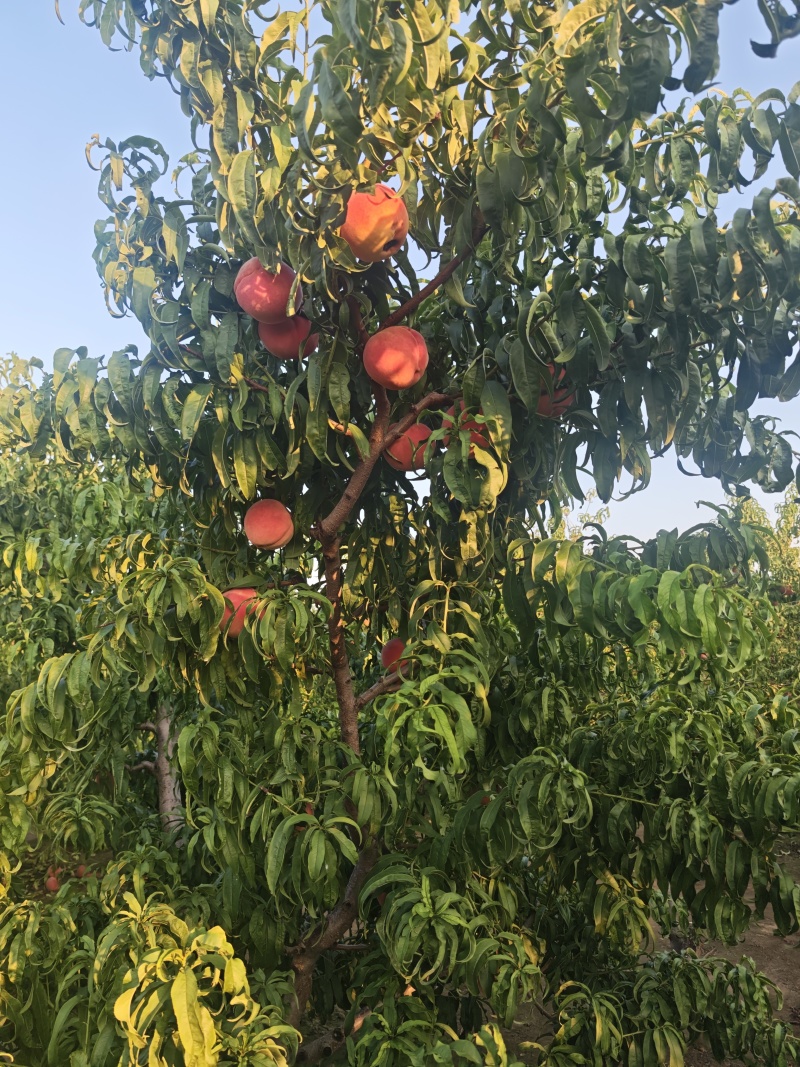 秋彤桃