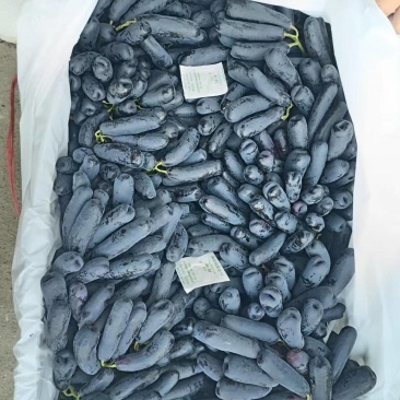 蓝宝石精品货&高次果，