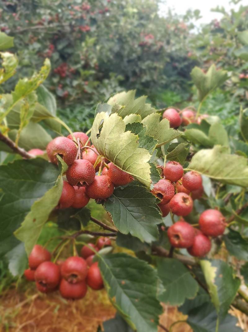 早熟山楂园树摘现货