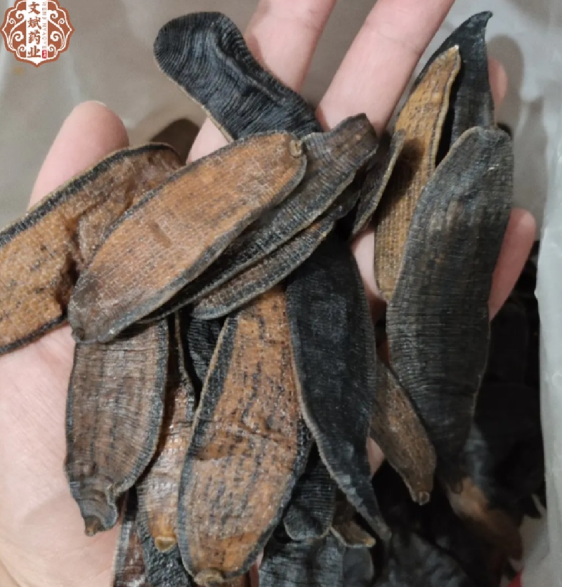水蛭大个无矾清水蛭规格有货一手货源实物拍摄