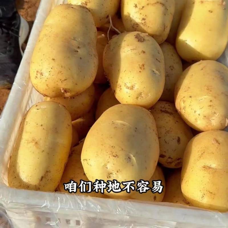 全国包邮沃土5号土豆种子.早熟，亩产万斤，产地直销