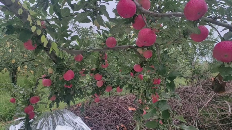 嘎拉苹果冰糖心苹果产地大量上市货源充足随到随装