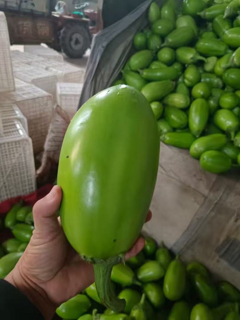 茄子大棚无籽青茄子，大量供应市场电商诚信经营，保证质量