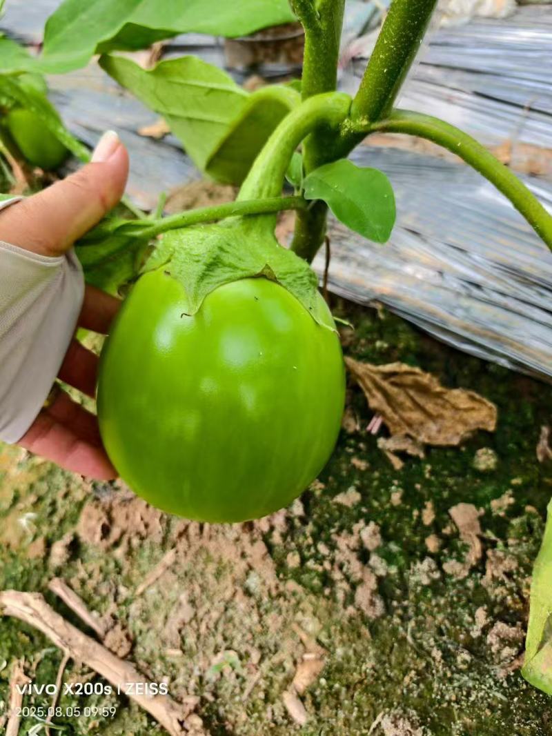 茄子大棚无籽青茄子，大量供应市场电商诚信经营，保证质量