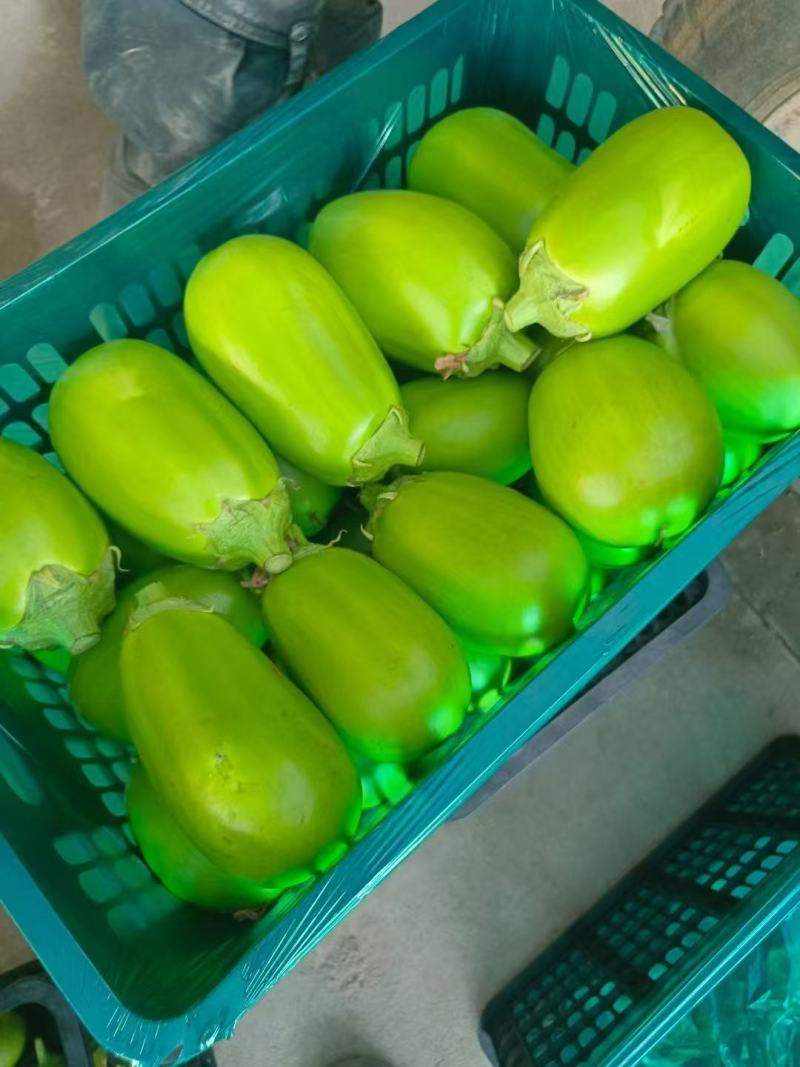 茄子大棚无籽青茄子，大量供应市场电商诚信经营，保证质量
