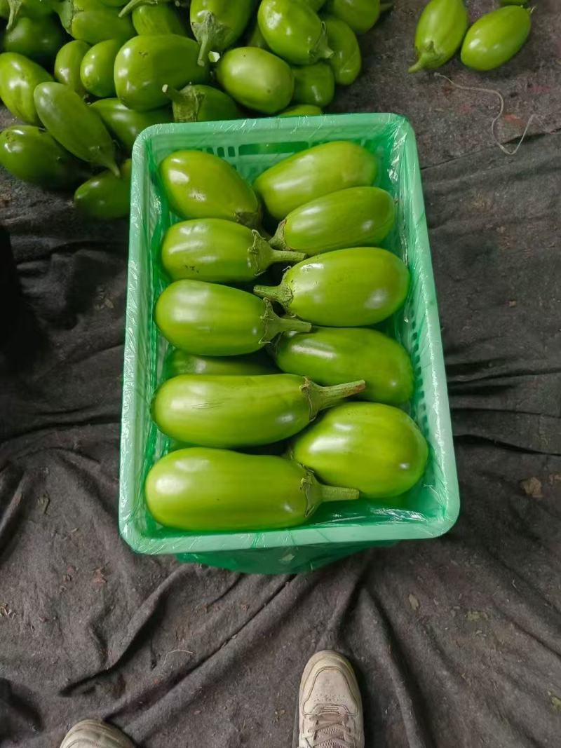 茄子大棚无籽青茄子，大量供应市场电商诚信经营，保证质量