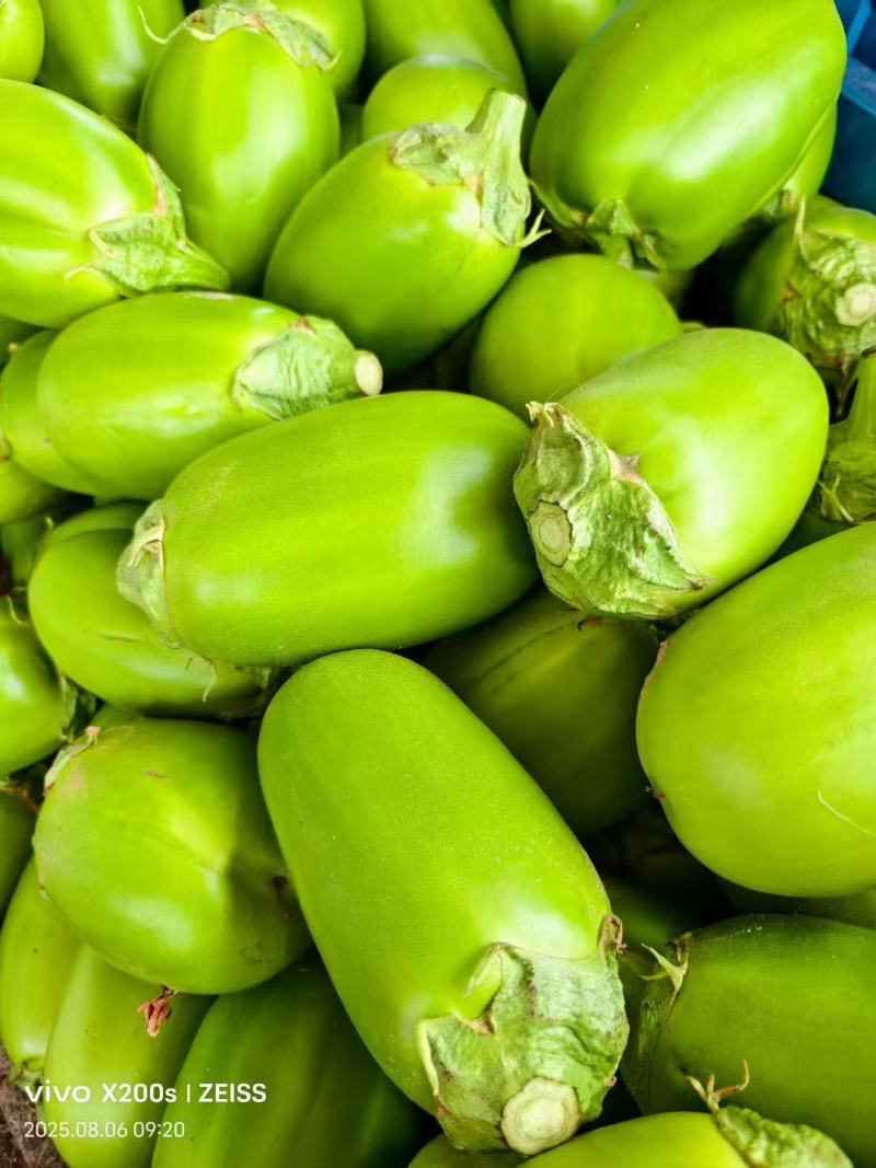 茄子大棚无籽青茄子，大量供应市场电商诚信经营，保证质量