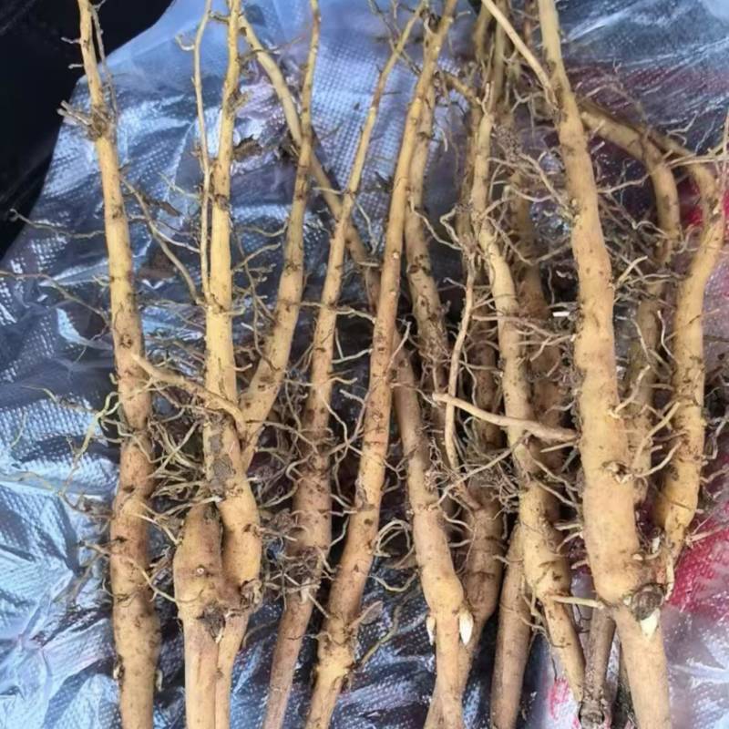 牡丹苗