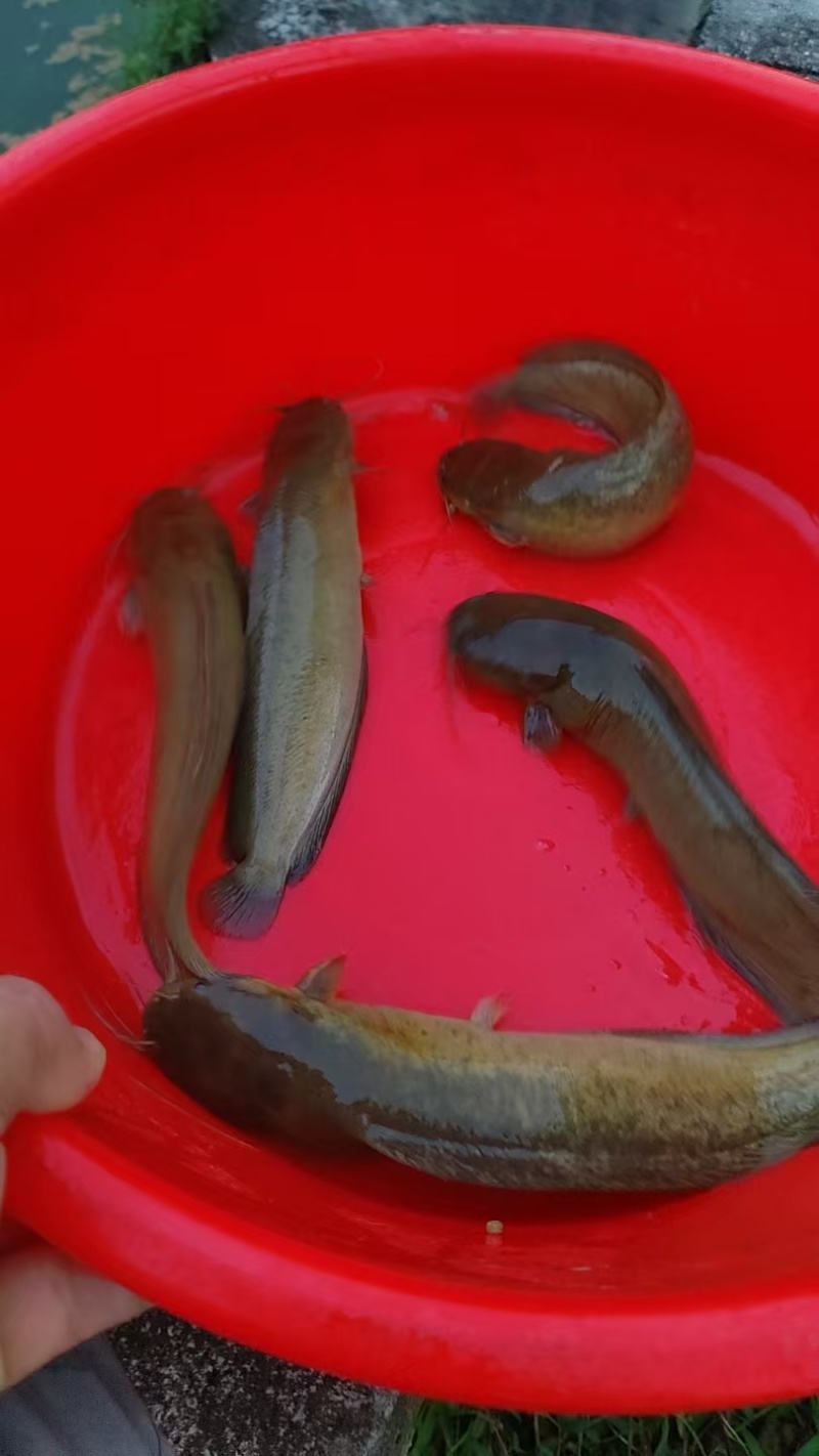 鱼塘养的塘鲺，3到4千斤，