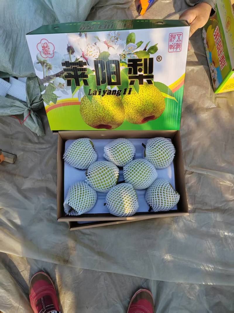 山东莱阳梨礼盒