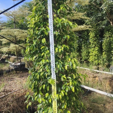 棰叶榕