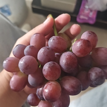 云南昆明禄脿克瑞森葡萄红提