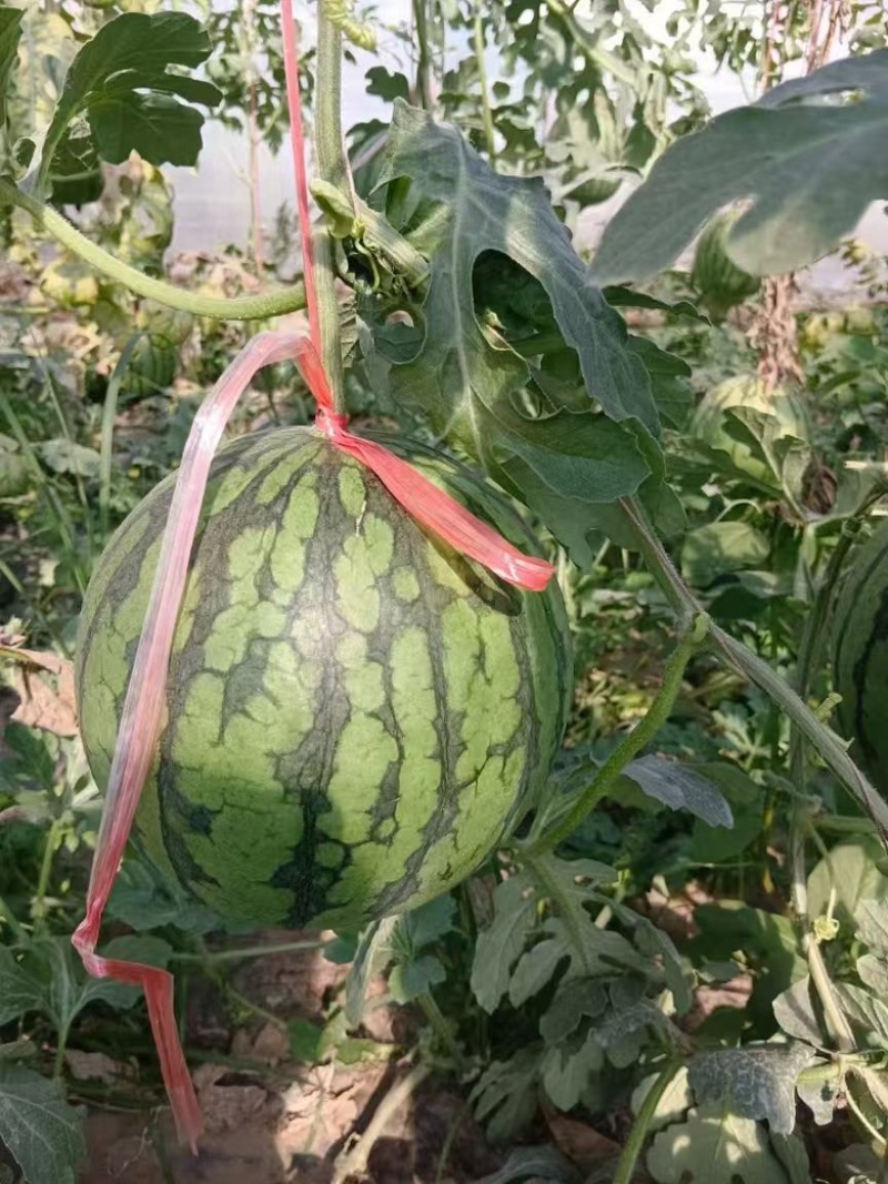 山东特小凤西瓜小凤西瓜，黄阳西瓜。货源充足，