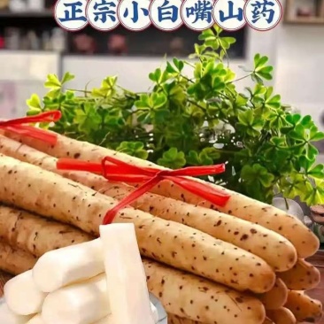 河北正宗小白嘴山药，大量现货品质保证可发店商，全国供应
