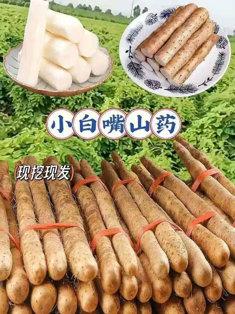 河北正宗小白嘴山药，大量现货品质保证可发店商，全国供应