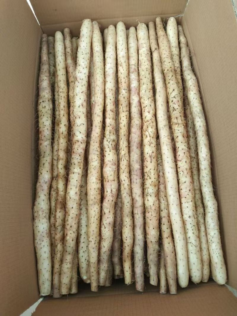 河北正宗小白嘴山药，大量现货品质保证可发店商，全国供应