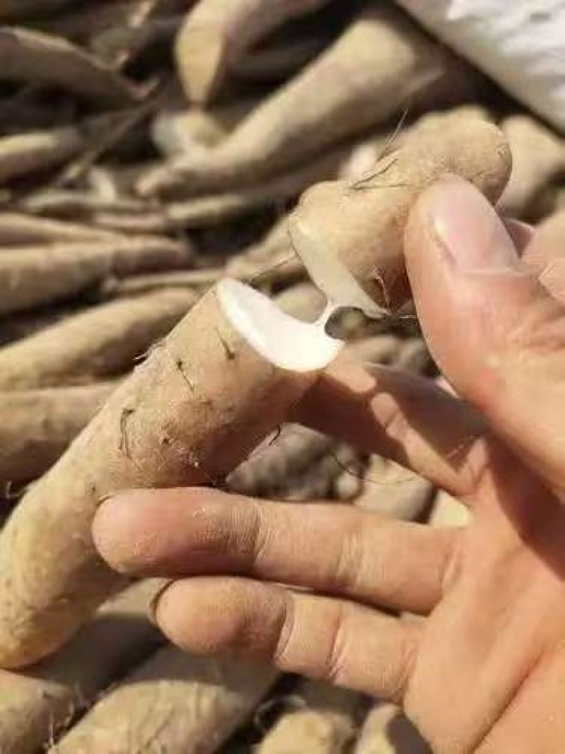精品白玉山药，河北山药大量现货，品质保证可视频看货