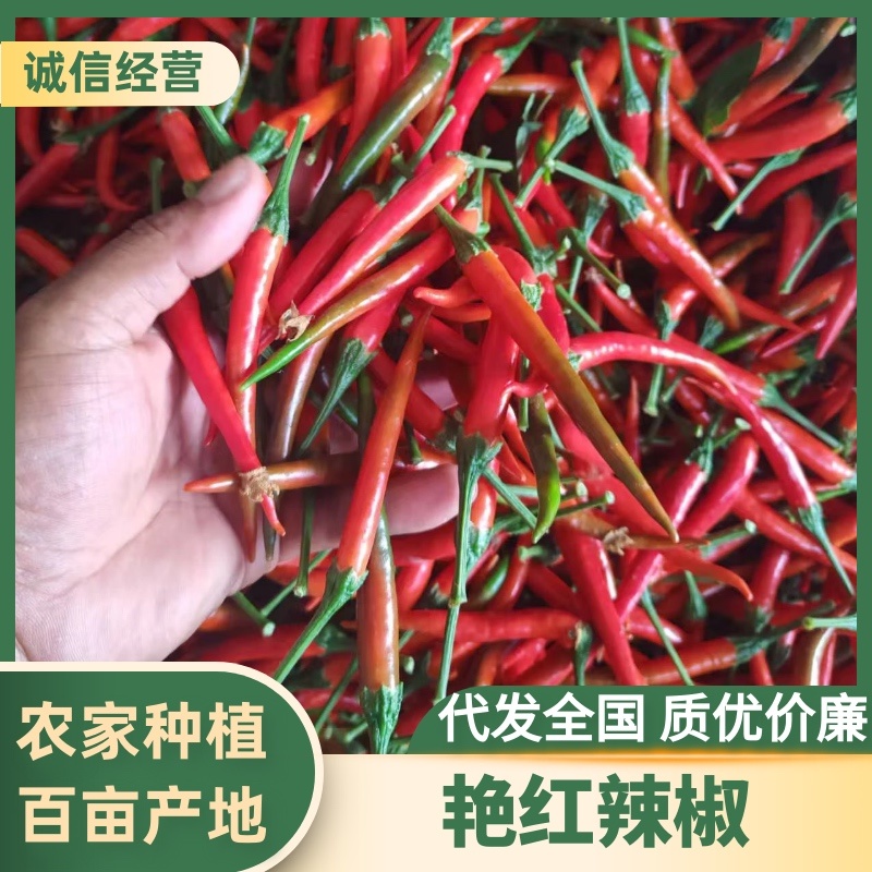 原产地小米椒一手货源量大全国接单承接加工批发全国接单各种包装