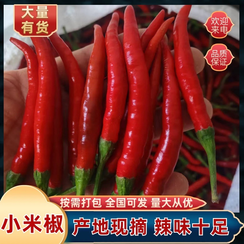 原产地小米椒一手货源量大全国接单承接加工批发全国接单各种包装