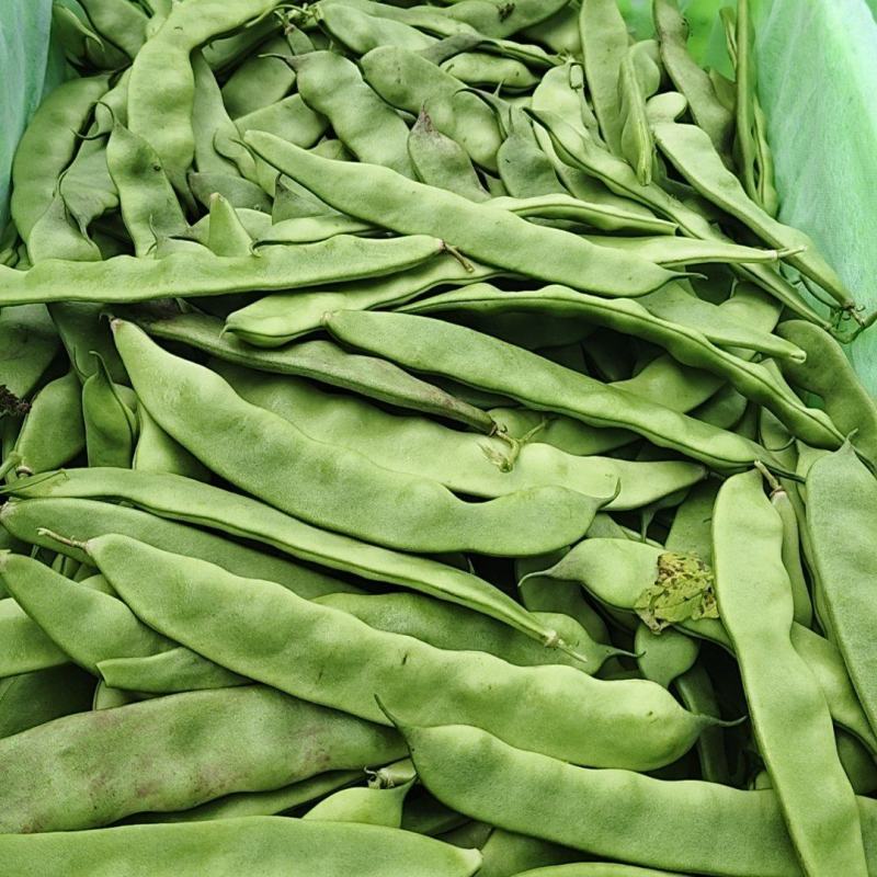 冷棚一点红油豆