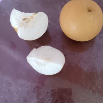烟台秋月梨大量成熟