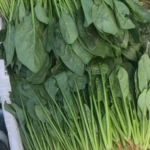 精品菠菜泡沫箱框装