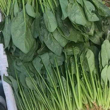 精品菠菜泡沫箱框装