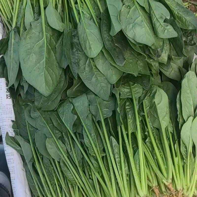 精品菠菜泡沫箱框装