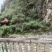 温县铁棍山药