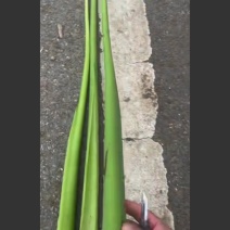 红芽芋，芋杆